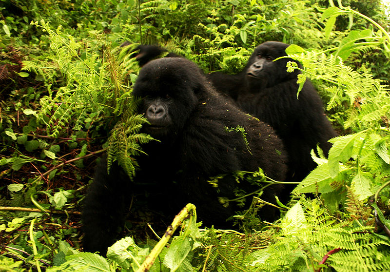 Gorillas